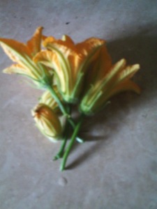 Squash blossoms from our home garden